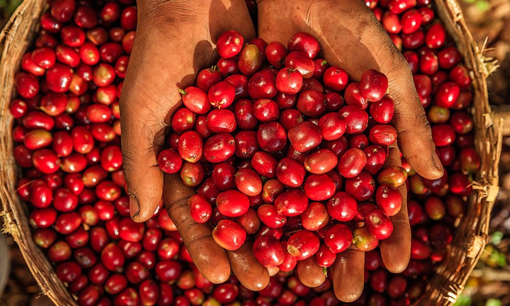 Yirgacheffe