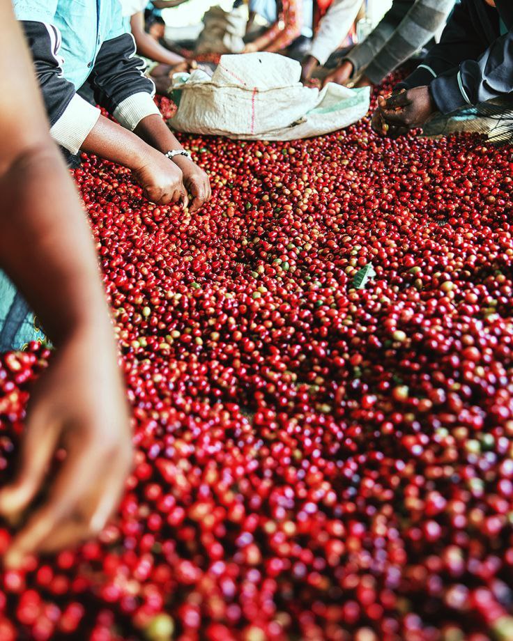 Sidamo